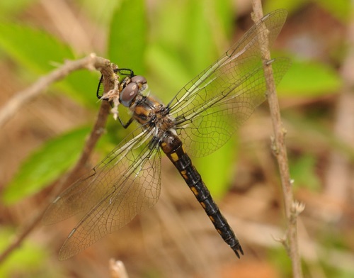 Female
2009_04_21_Floyd